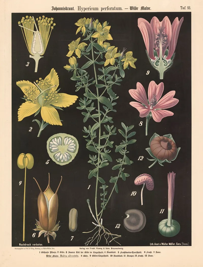 Johanniskraut Hypericum Perforatum