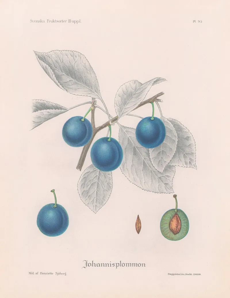 Johannisplommon Wall Art by Henriette Sjöberg - High-Resolution Digital Print