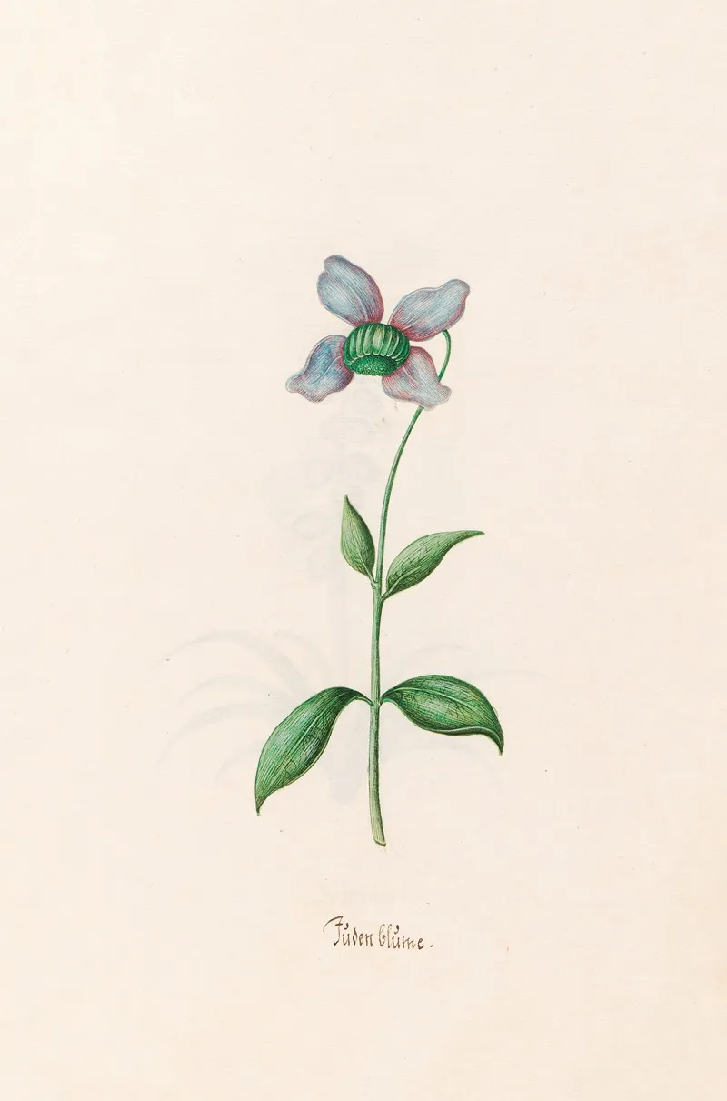 Juden Blume Wall Art by Magdelena Rosina Funck - High-Resolution Digital Print
