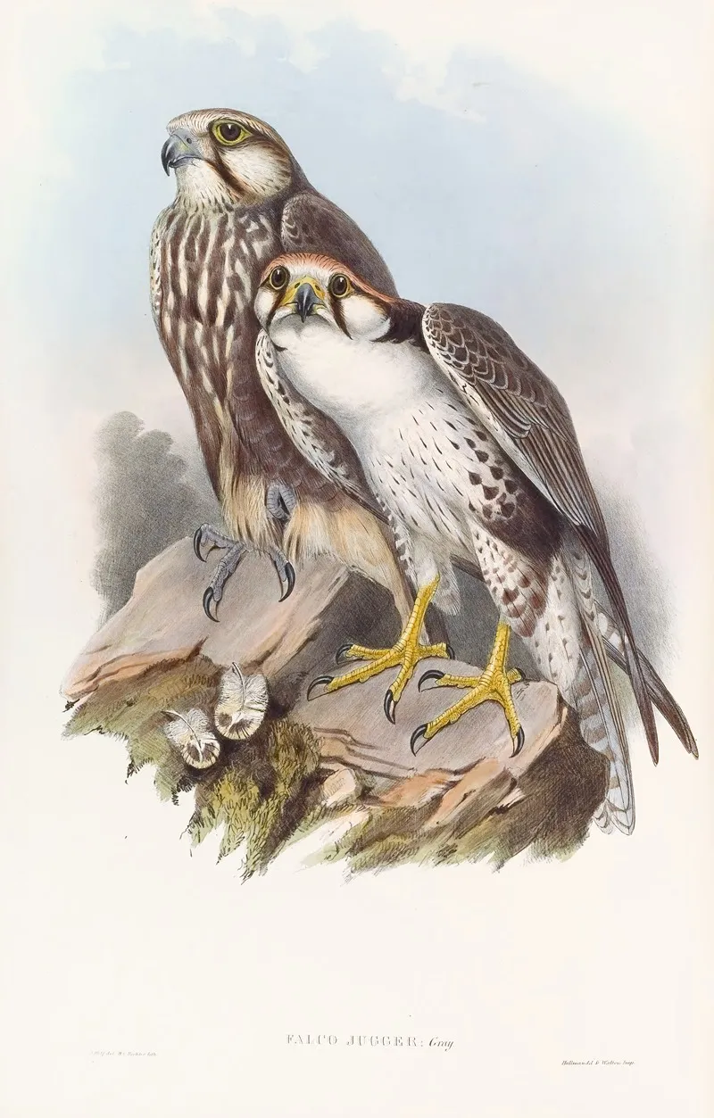 Jugger Falcon Wall Art by John Gould - High-Resolution Digital Print