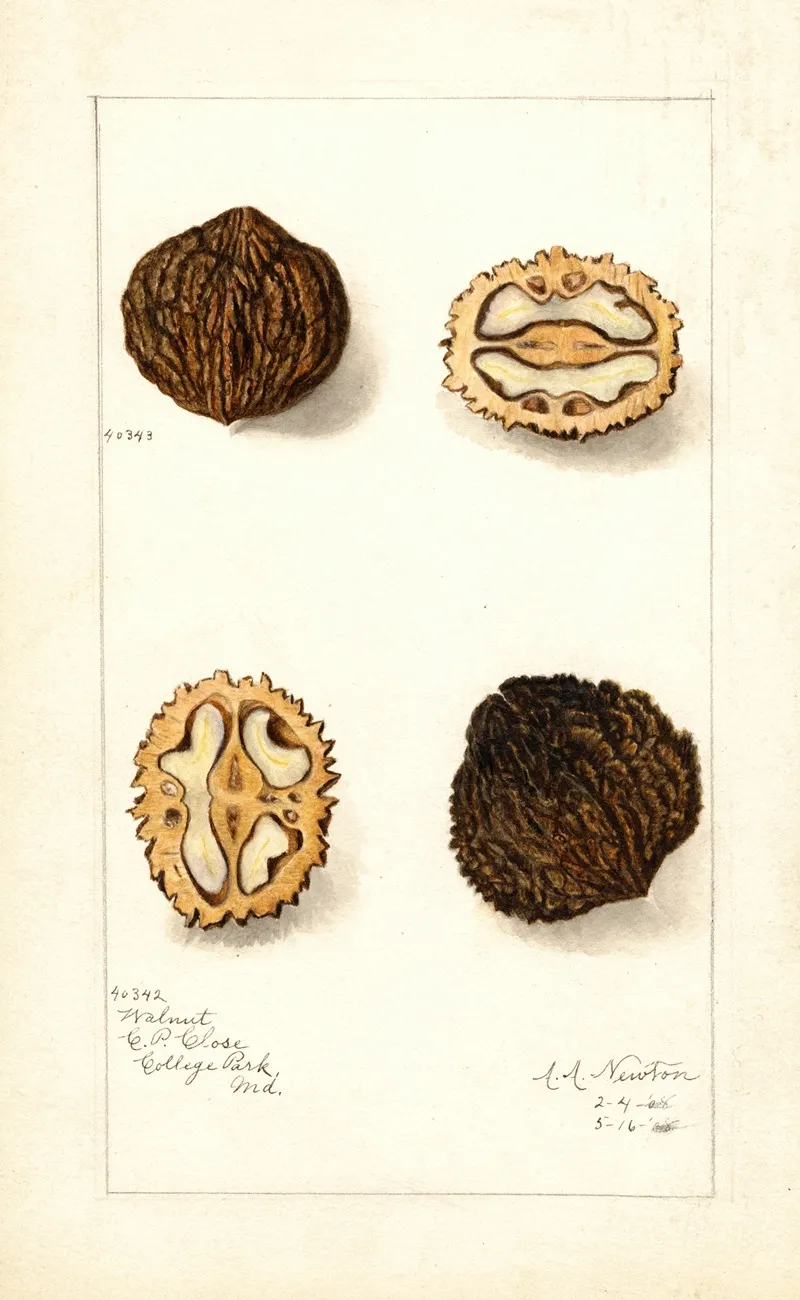 Juglans 2 Wall Art by Amanda Almira Newton - High-Resolution Digital Print