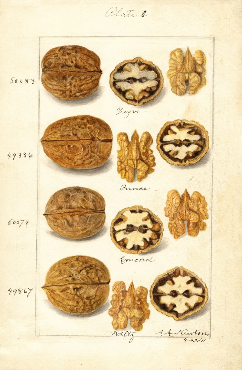 Juglans 3 Wall Art by Amanda Almira Newton - High-Resolution Digital Print
