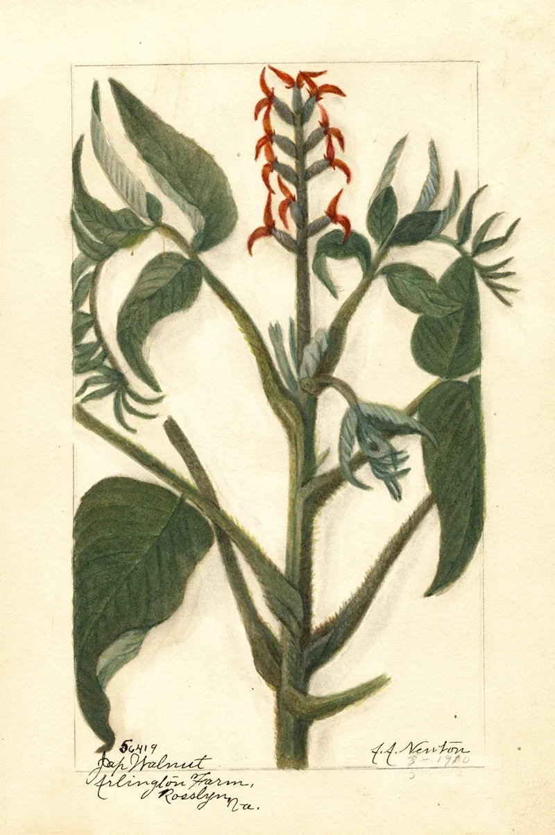 Juglans Ailantifolia Wall Art by Amanda Almira Newton - High-Resolution Digital Print