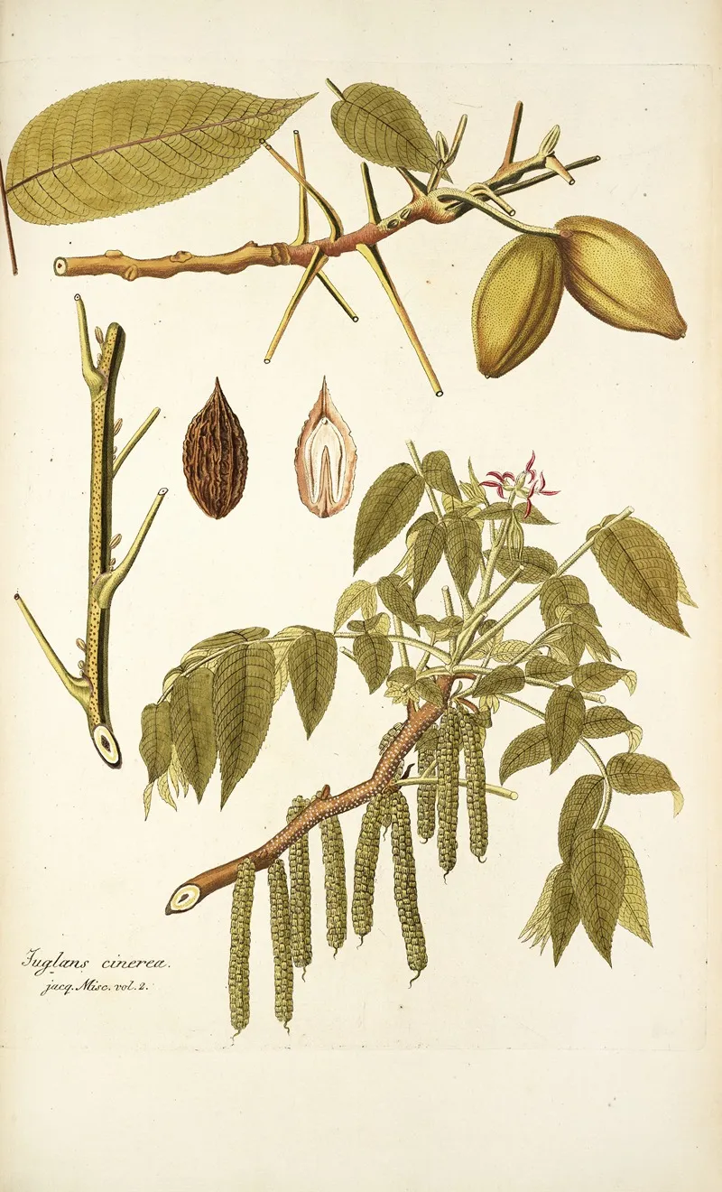 Juglans Cinerea Wall Art by Nikolaus Joseph Freiherr von Jacquin - High-Resolution Digital Print