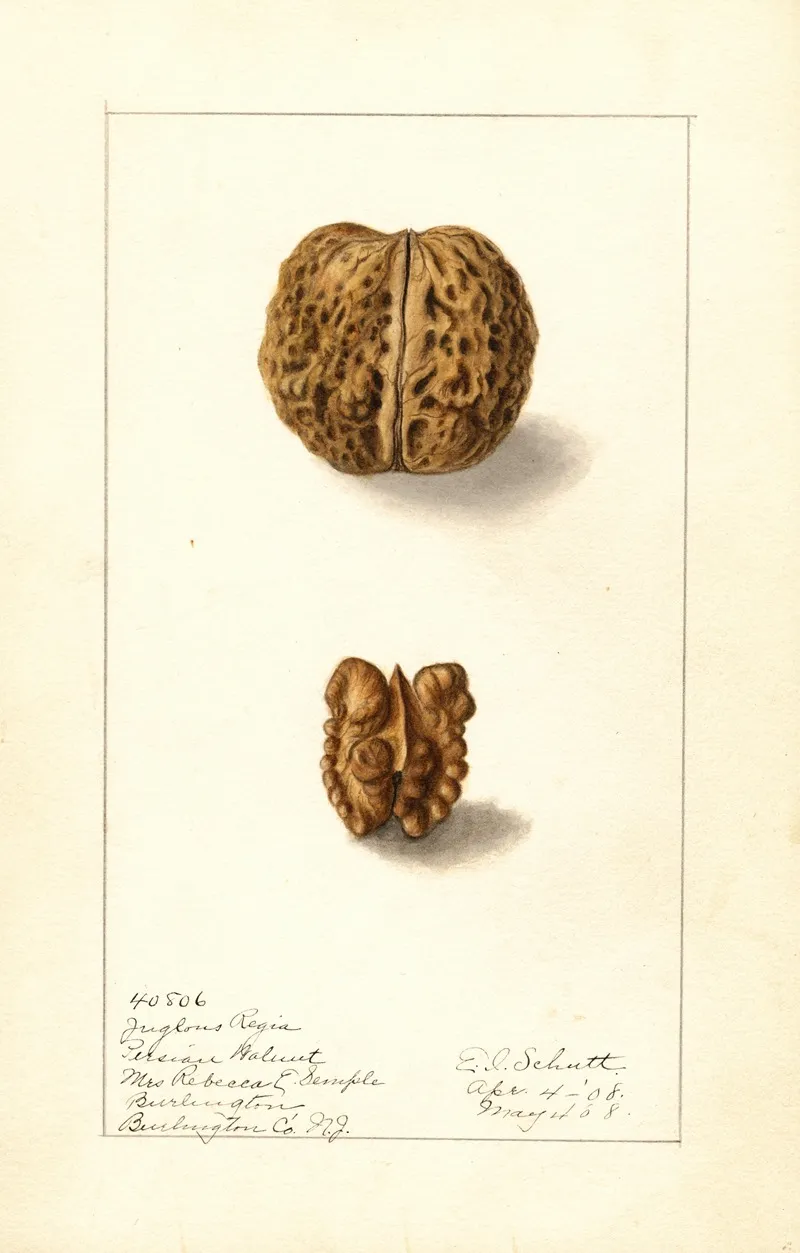 Juglans Regia Wall Art by Ellen Isham Schutt - High-Resolution Digital Print