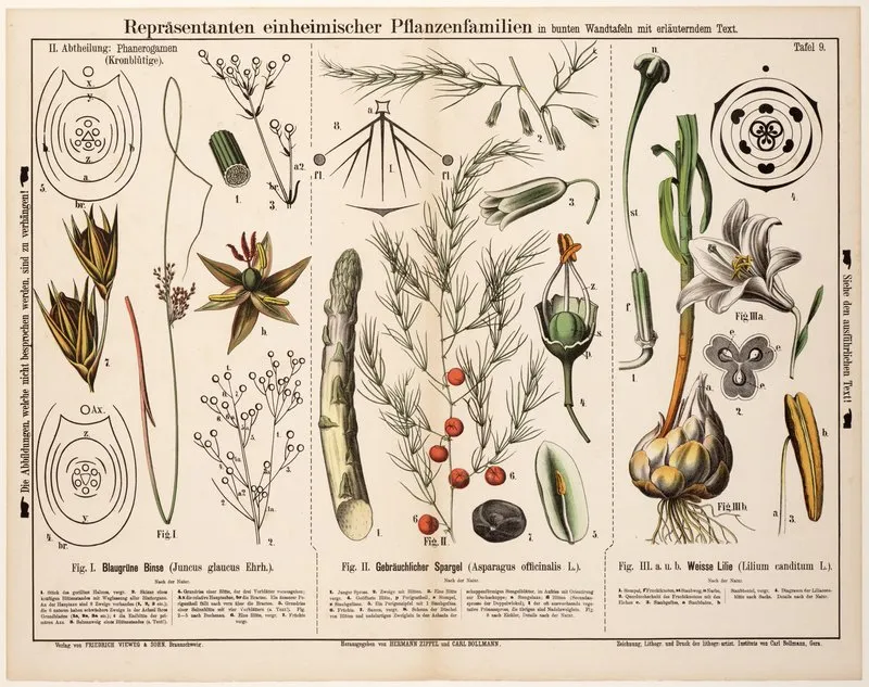 Juncus Glaucus Asparagus Officinalis Lilium Canditum Zeegroene Rus Asperge Turkse Lelie Wall Art by Hermann Zippel - High-Resolution Digital Print