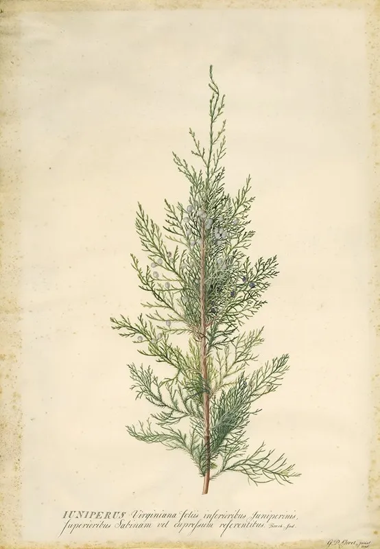 Juniper Wall Art by Georg Dionysius Ehret - High-Resolution Digital Print