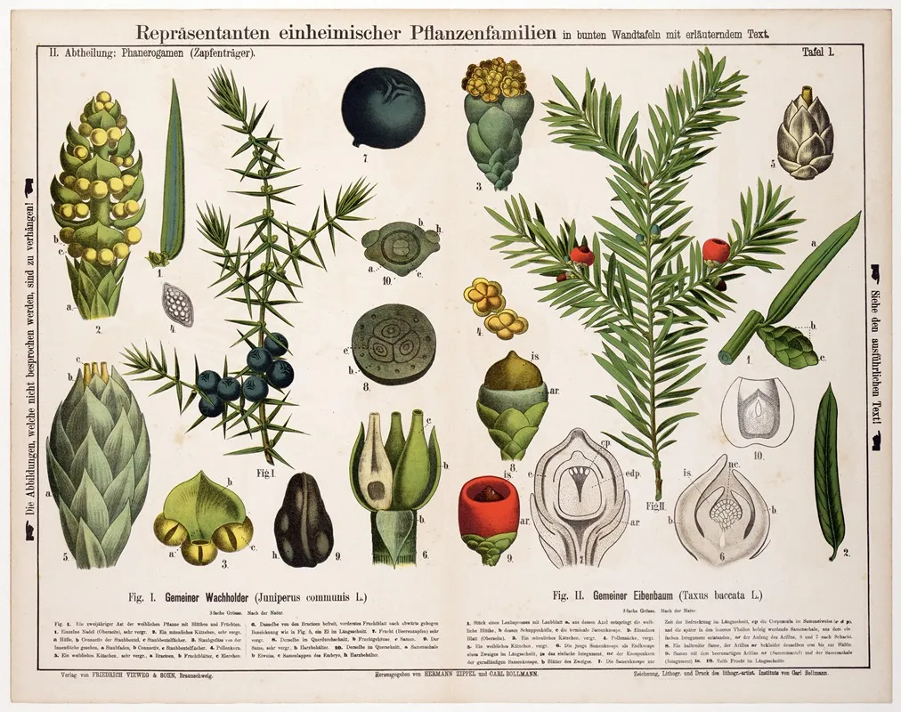 Juniperus Communis Taxus Baccata Jeneverbes Venijnboom Wall Art by Hermann Zippel - High-Resolution Digital Print