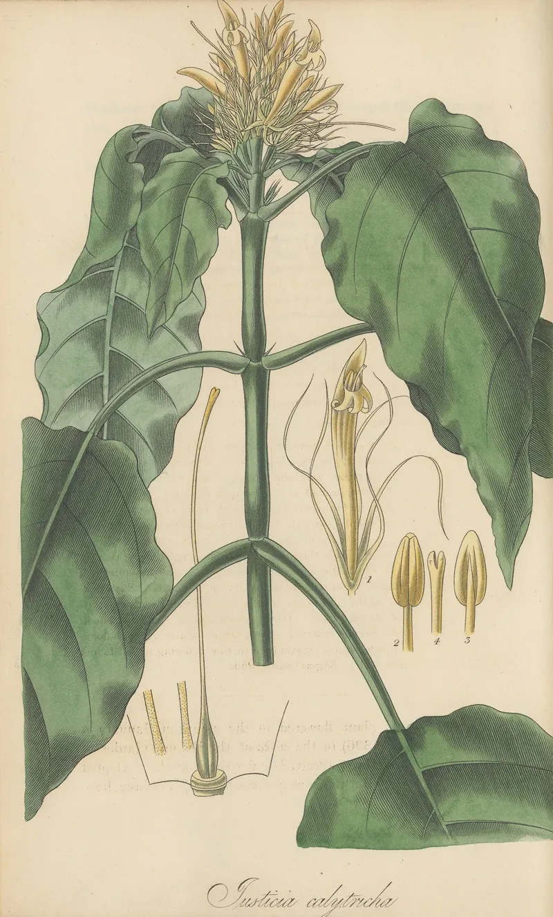 Justicia Calytricha Wall Art by William Jackson Hooker - High-Resolution Digital Print
