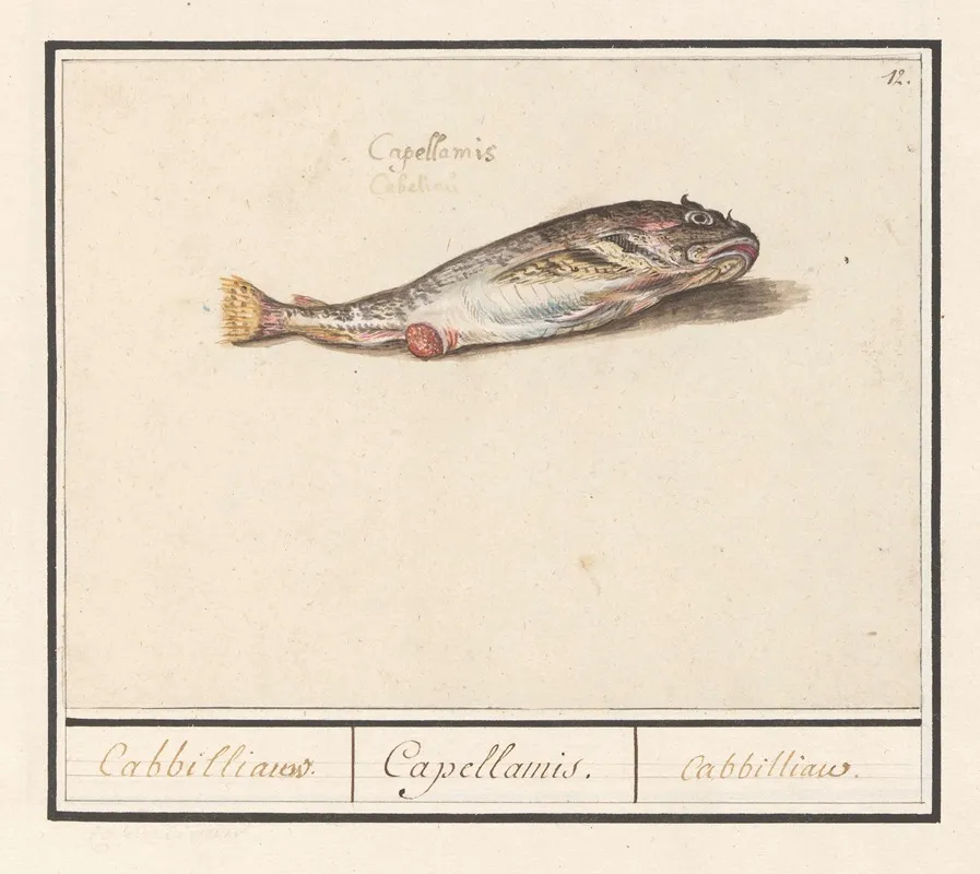 Kabeljauw Gadus Morhua Cabbilliauw Capellamis Cabbilliau Wall Art by Anselmus Boëtius de Boodt - High-Resolution Digital Print