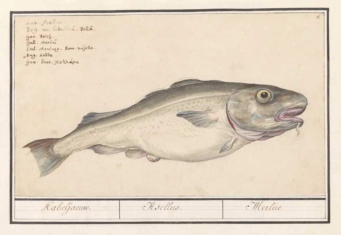 Kabeljauw Gadus Morhua Kabeljaeuw Asellus Merlue Wall Art by Anselmus Boëtius de Boodt - High-Resolution Digital Print