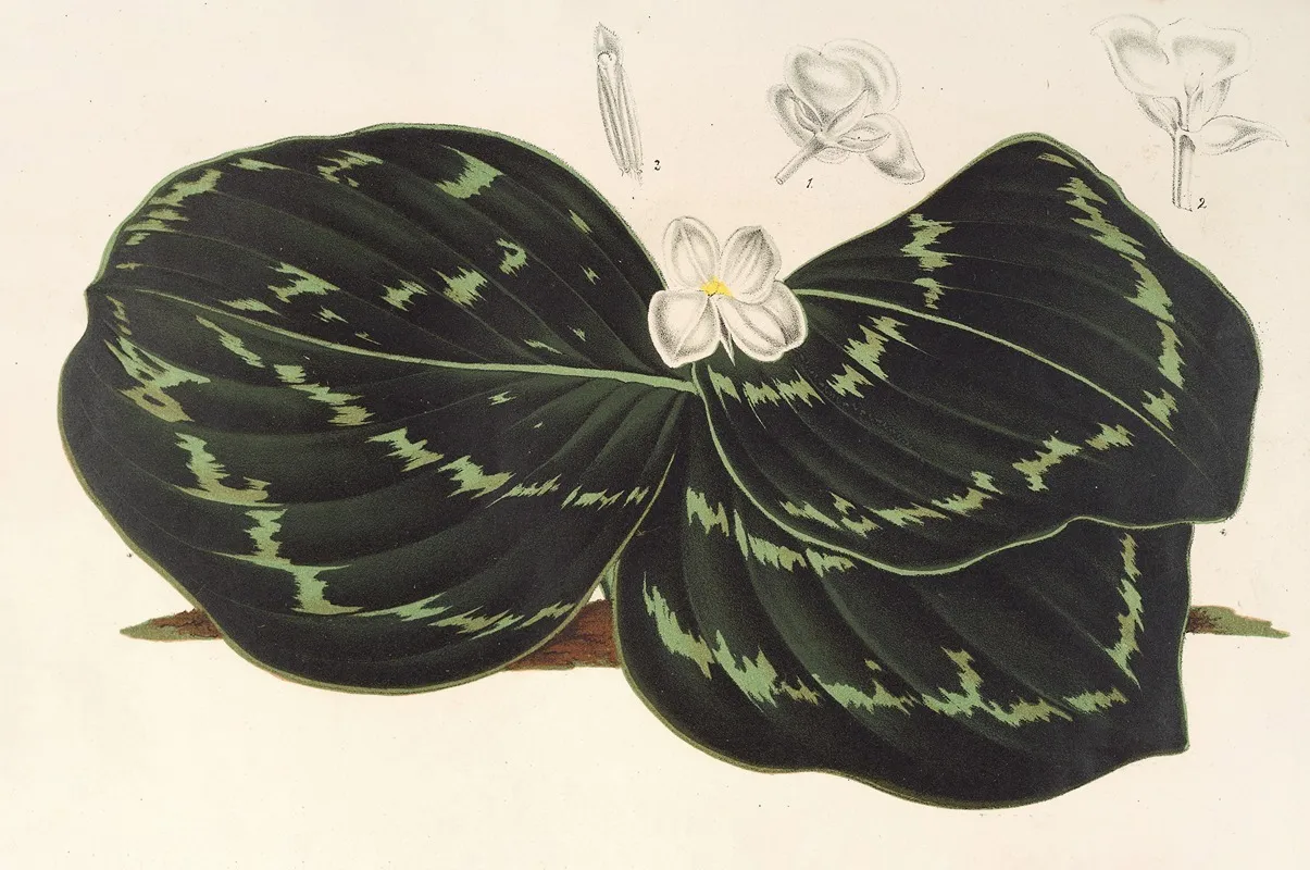 Kaempferia Koscoeana Wall Art by Charles Antoine Lemaire - High-Resolution Digital Print