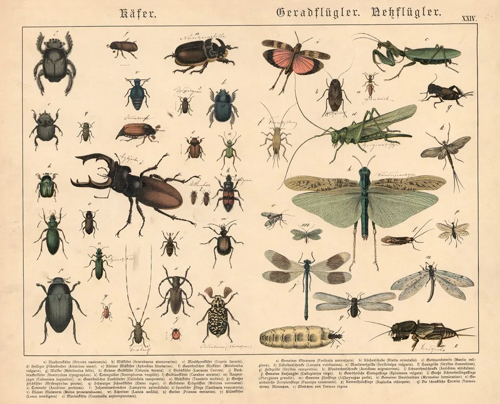 Kafer Geradflugler Nessflugler Wall Art by Gotthilf Heinrich von Schubert - High-Resolution Digital Print