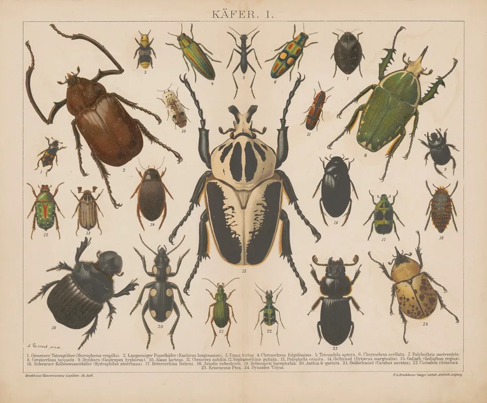 Kafer Wall Art by F.A. Brockhaus - High-Resolution Digital Print