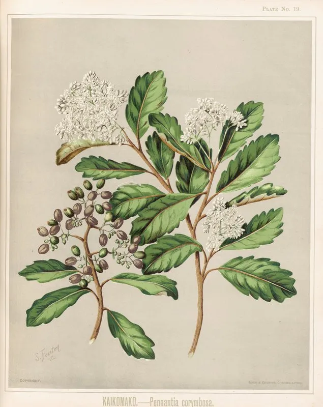 Kaikomako Pennantia Corymbosa Plate 19 Wall Art by Sarah Featon - High-Resolution Digital Print