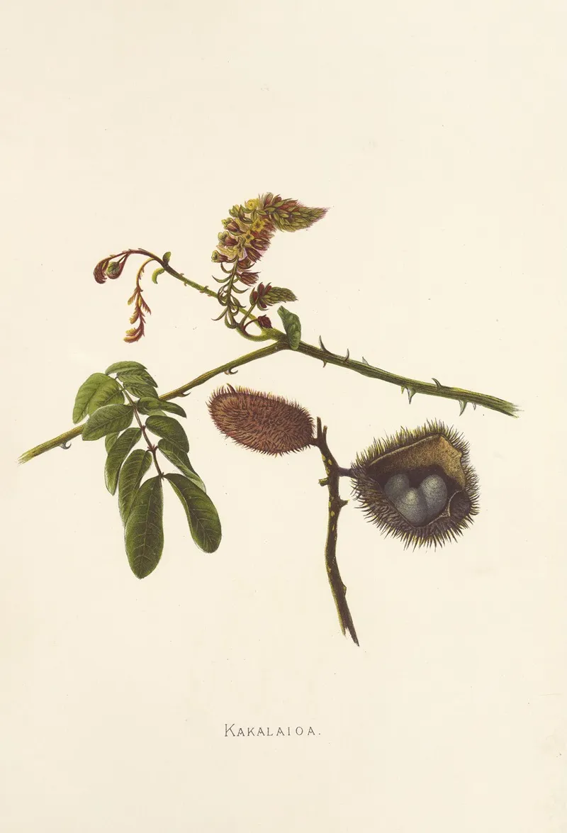 Kakalaioa Wall Art by Isabella McHutcheson Sinclair - High-Resolution Digital Print