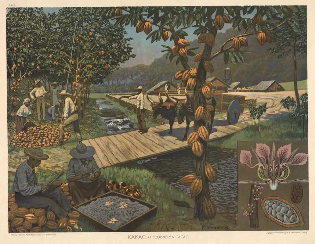 Kakao Theobroma Cacao Wall Art by Fritz Dannenberg - High-Resolution Digital Print