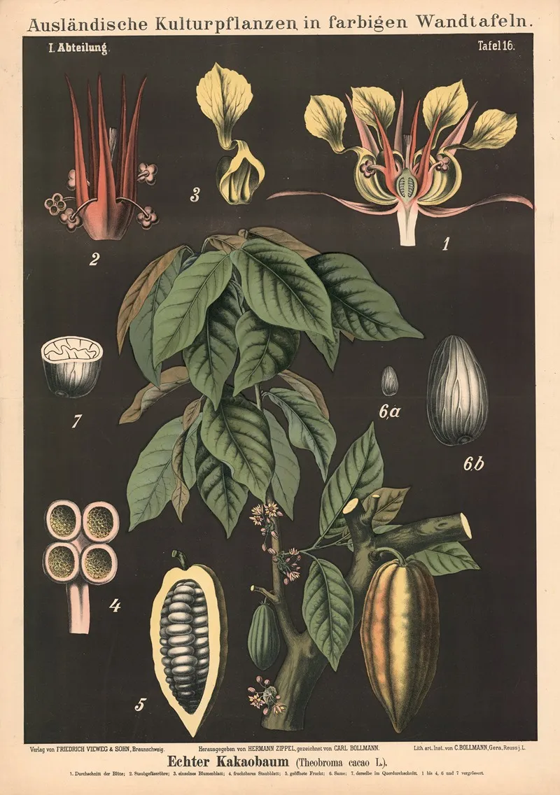 Kakaobaum Theobroma Cacao L Wall Art by Carl Bollmann - High-Resolution Digital Print