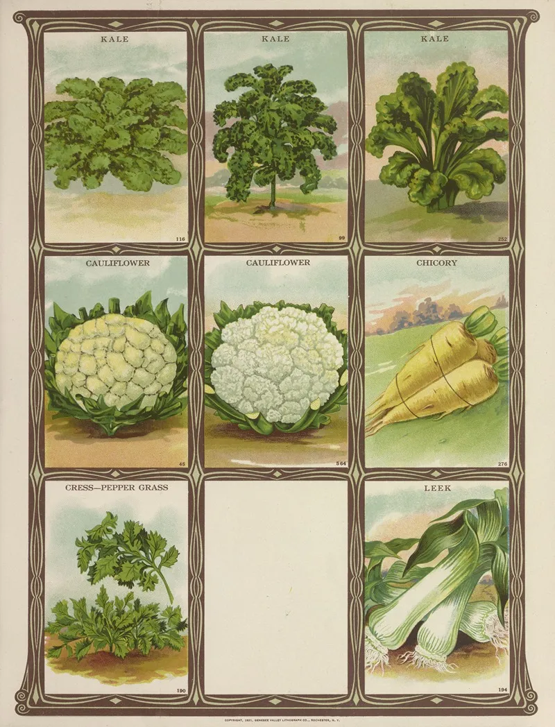 Kale Cauliflower Chicory Cress Leek Wall Art by Genesee Valley Lithograph Co. - High-Resolution Digital Print