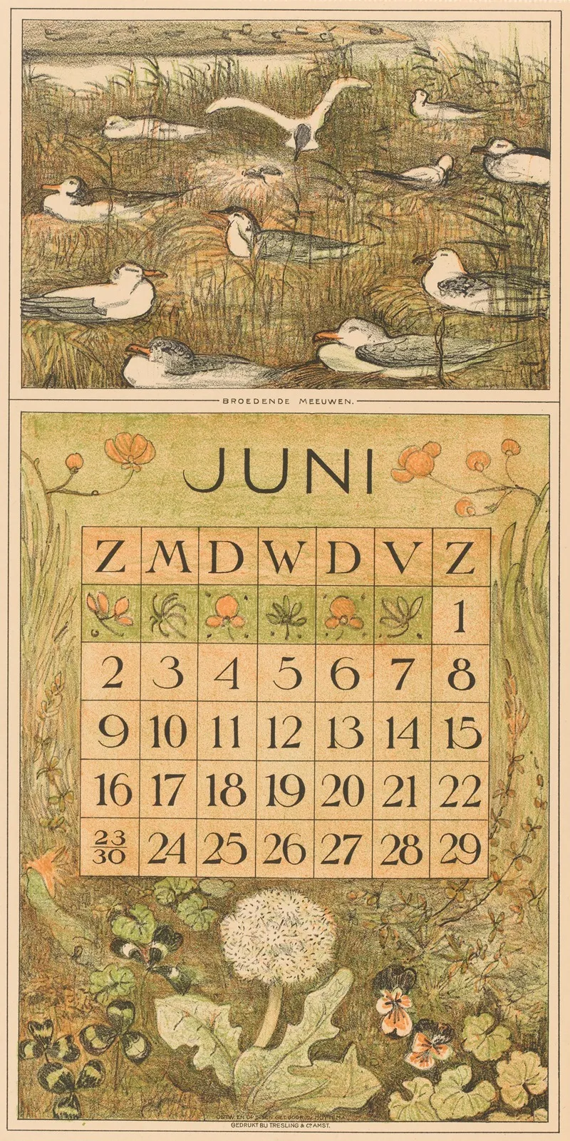 Kalenderblad Juni Met Broedende Meeuwen