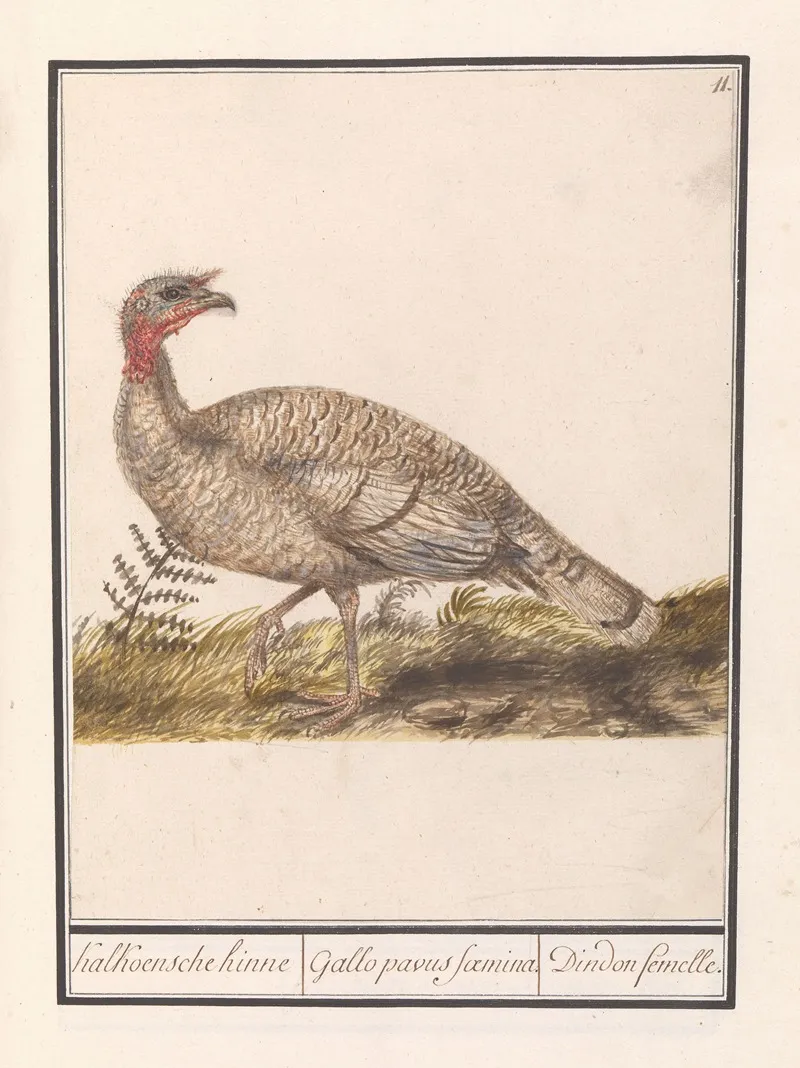 Kalkoen Meleagris Gallopavo 2 Wall Art by Anselmus Boëtius de Boodt - High-Resolution Digital Print