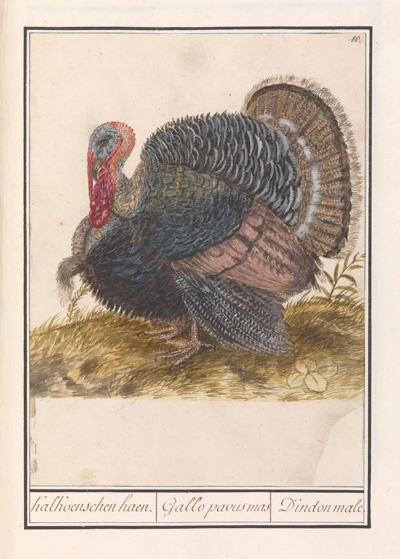 Kalkoen Meleagris Gallopavo Wall Art by Anselmus Boëtius de Boodt - High-Resolution Digital Print