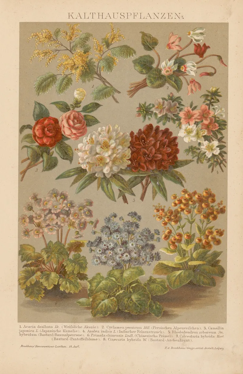 Kalthauspflanzen Wall Art by F.A. Brockhaus - High-Resolution Digital Print