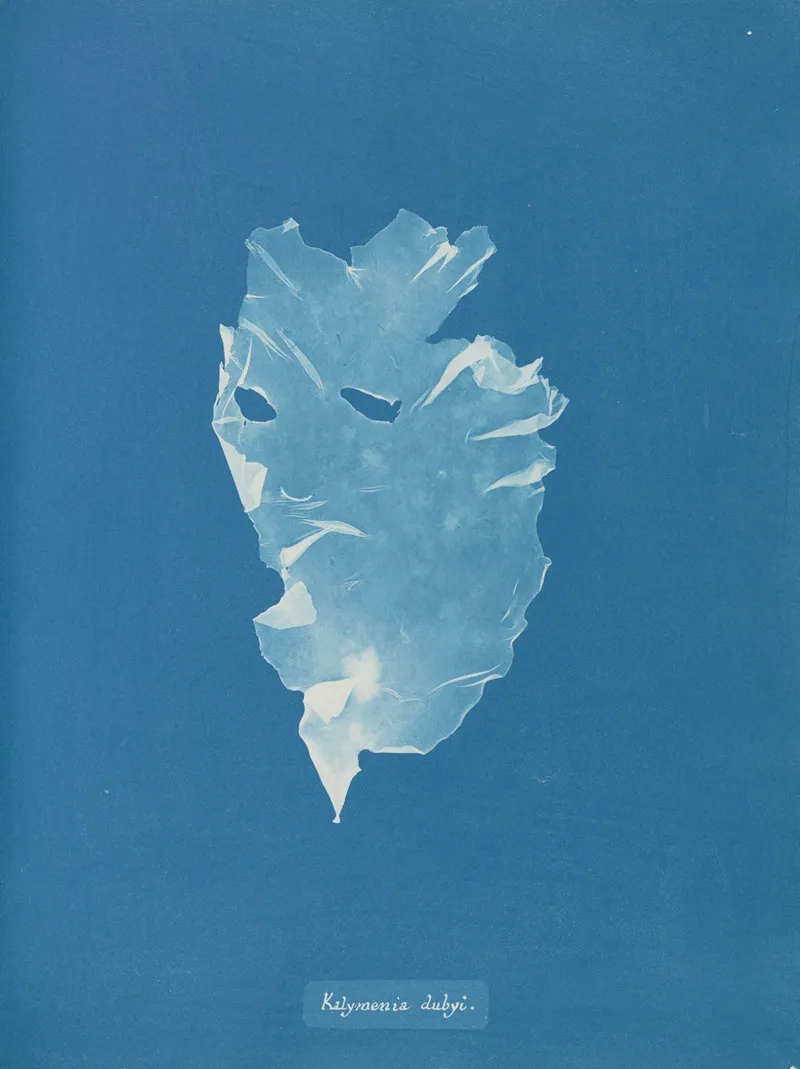 Kalymenia Dubyi Wall Art by Anna Atkins - High-Resolution Digital Print