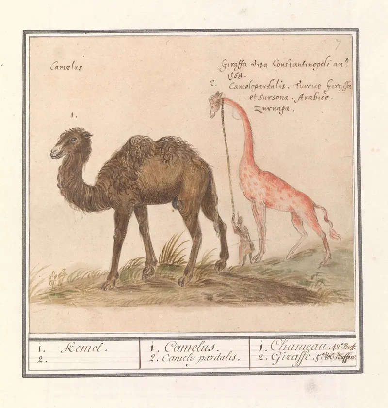 Kameel Camelus Ferus Bactrianus En Giraffe Giraffa Wall Art by Anselmus Boëtius de Boodt - High-Resolution Digital Print