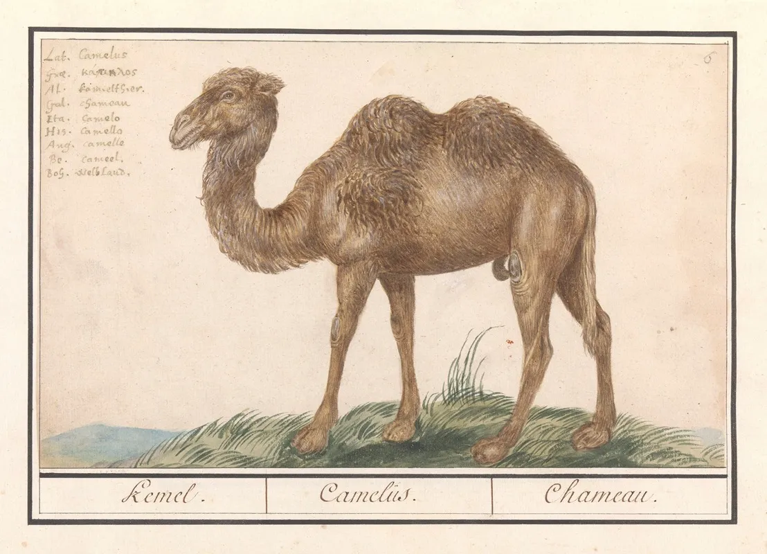 Kameel Camelus Ferus Bactrianus Kemel Camelus Chameau Wall Art by Anselmus Boëtius de Boodt - High-Resolution Digital Print