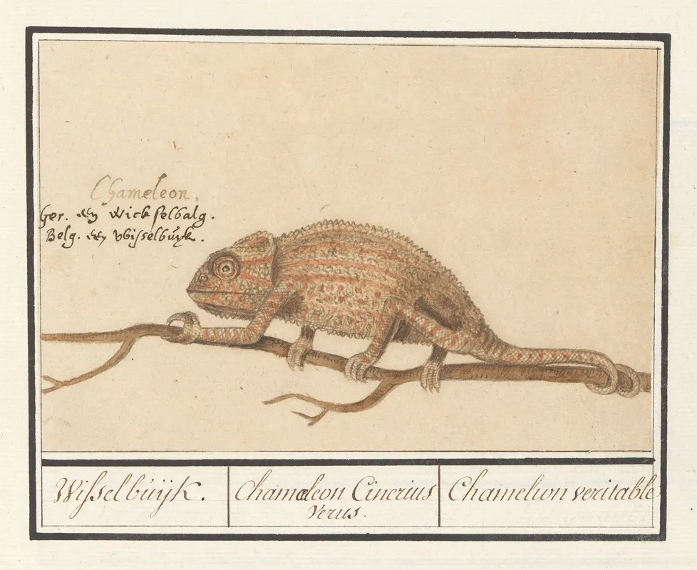 Kameleon Chamaeleonidae Wisselbuijk Chamaeleon Cinerius Verus Chamelion Veritable Wall Art by Anselmus Boëtius de Boodt - High-Resolution Digital Print