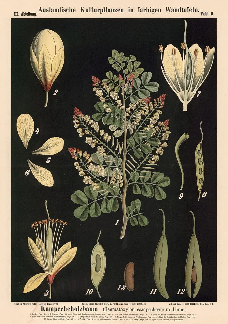 Kampecheholzbaum Haematoxylon Campecheanum Linne Wall Art by Carl Bollmann - High-Resolution Digital Print