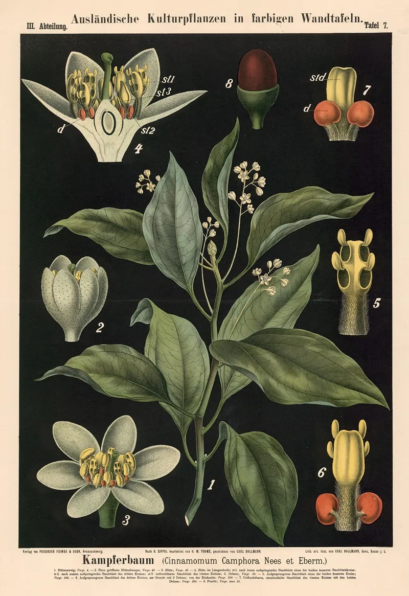 Kampferbaum Cinnamomum Camphora Nees Et Eberm Wall Art by Carl Bollmann - High-Resolution Digital Print