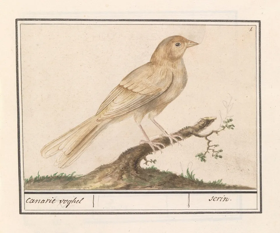 Kanarie Serinus Canaria Wall Art by Anselmus Boëtius de Boodt - High-Resolution Digital Print