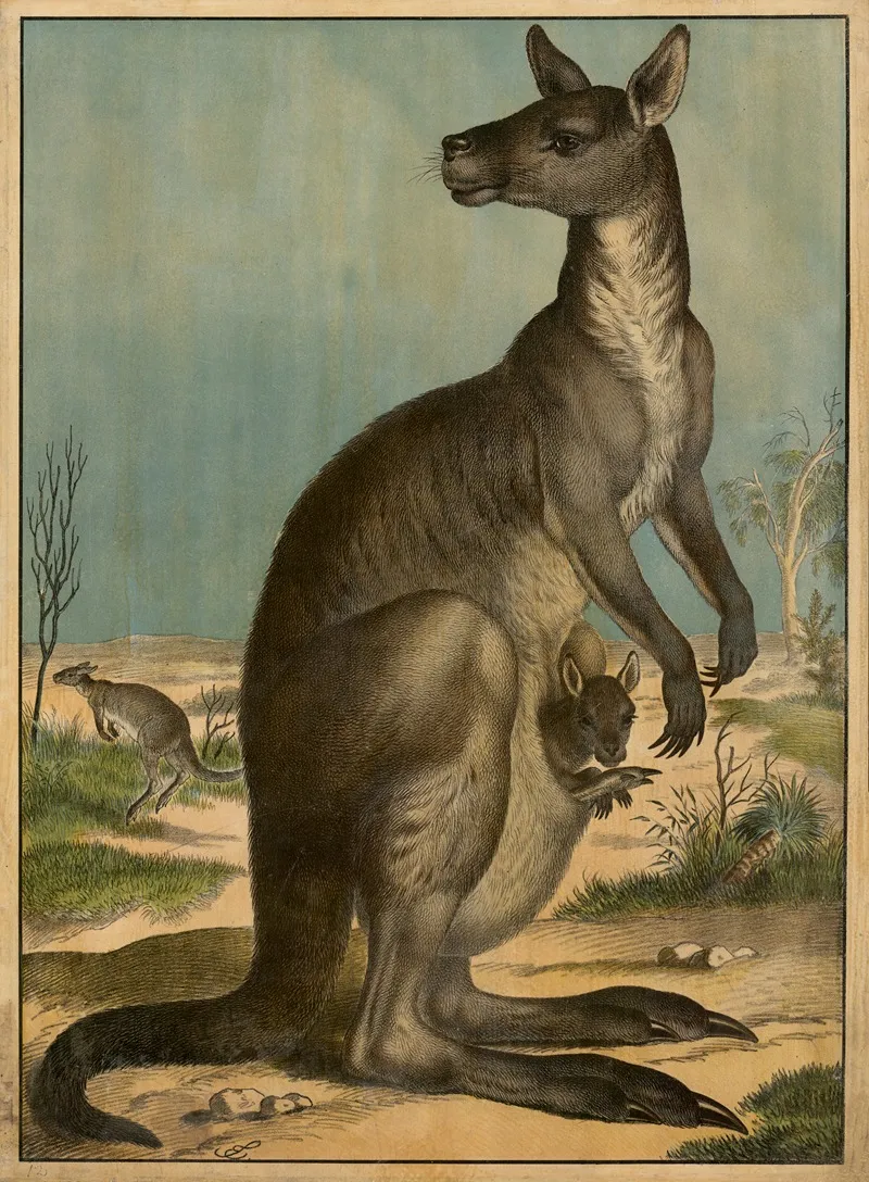 Kangaroo 3 Wall Art by Emil Sachsse - High-Resolution Digital Print
