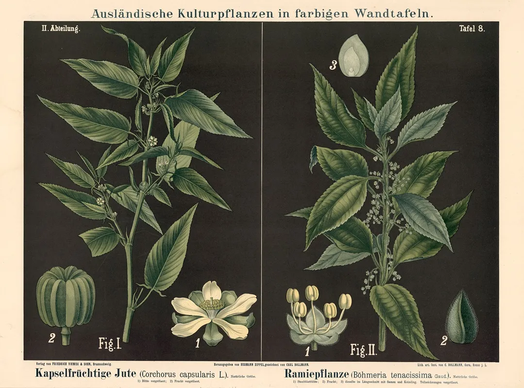 Kapselfruchtige Jute Corchorus Capsu Laris L Ramiepflanze Bohmeria Tenacissima Gaud Wall Art by Carl Bollmann - High-Resolution Digital Print