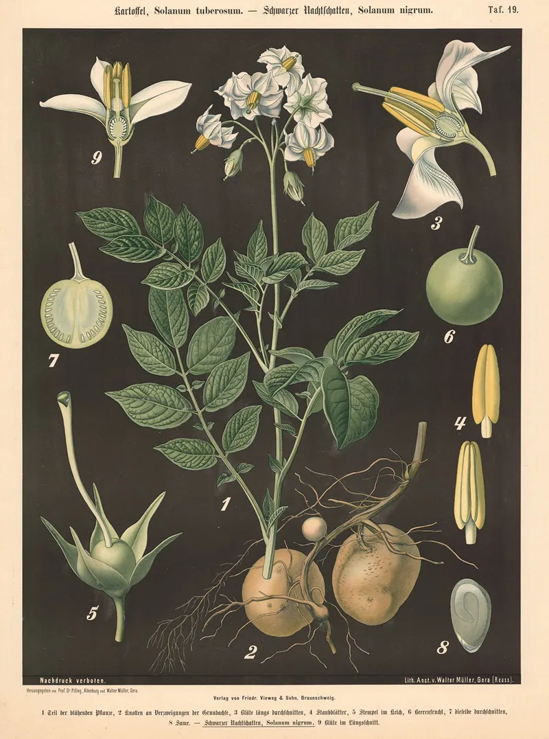 Kartoffel Solanum Tuberosum Schwarzer Nachtschatten Solanum Nigrum