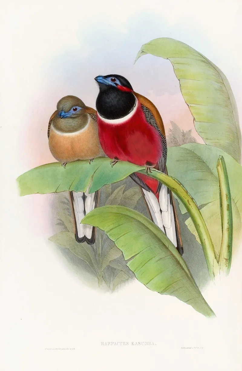 Kasumba Trogon Wall Art by John Gould - High-Resolution Digital Print
