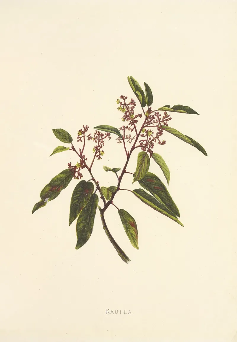 Kauila Wall Art by Isabella McHutcheson Sinclair - High-Resolution Digital Print
