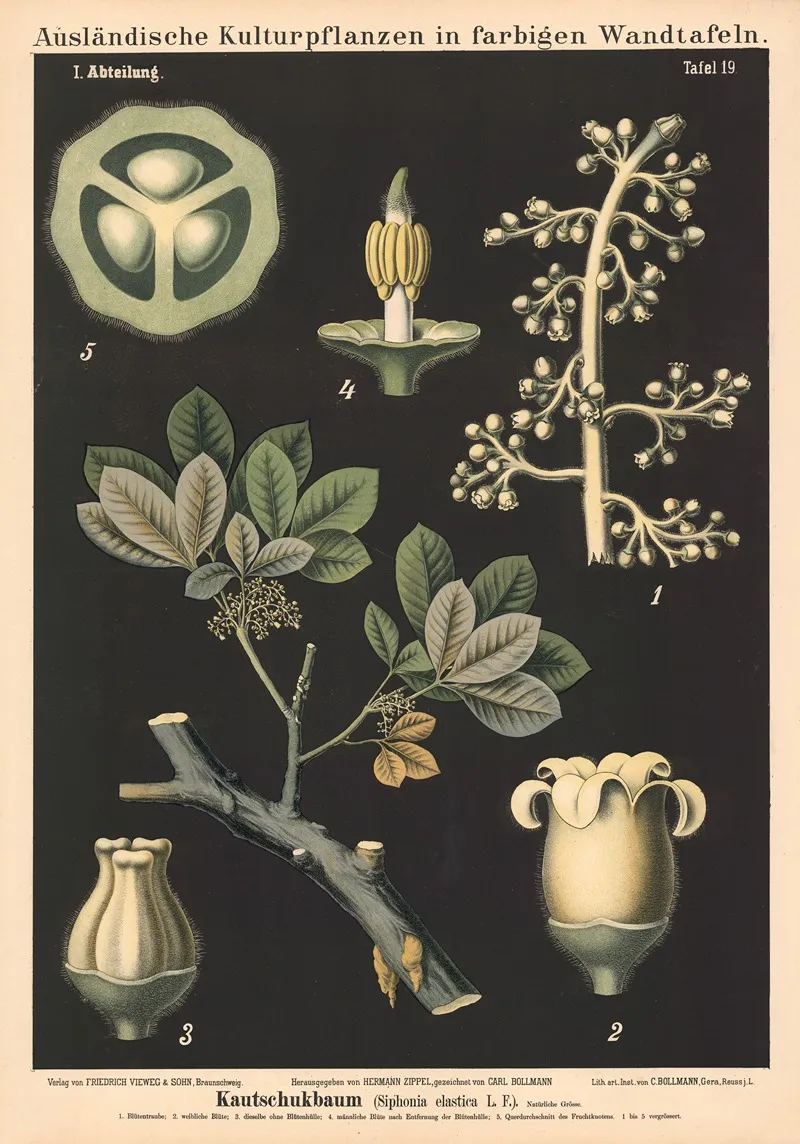 Kautschukbaum Siphonia Elastica L F Wall Art by Carl Bollmann - High-Resolution Digital Print