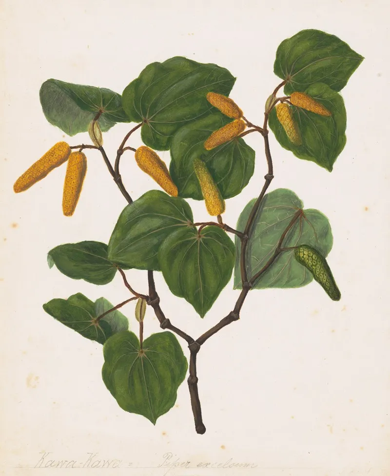 Kawa Kawa Macropiper Excelsum Wall Art by Sarah Featon - High-Resolution Digital Print