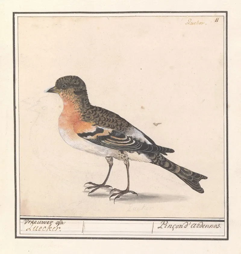 Keep Fringilla Montifringilla Wall Art by Anselmus Boëtius de Boodt - High-Resolution Digital Print