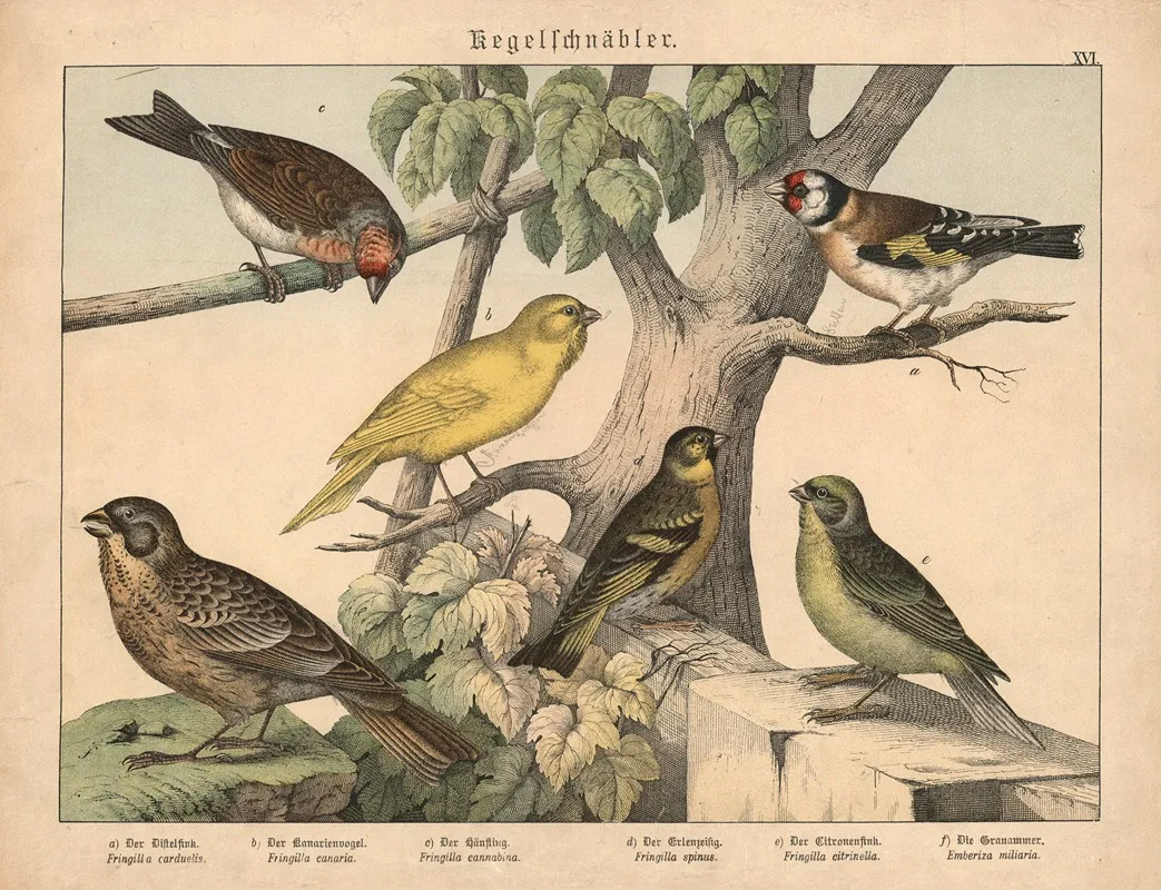 Kegelschnabler 2 Wall Art by Gotthilf Heinrich von Schubert - High-Resolution Digital Print