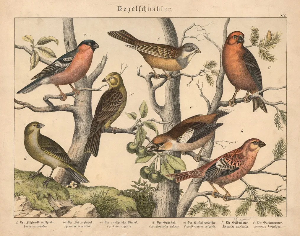 Kegelschnabler A Der Fichten Kreuzschnabel B Der Fichtengimpel C Der Gewohnliche Gimpel D Der Grunfink Wall Art by Gotthilf Heinrich von Schubert - High-Resolution Digital Print