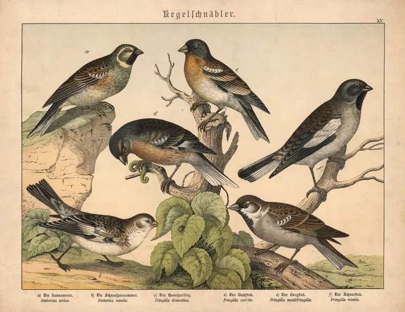 Kegelschnabler Wall Art by Gotthilf Heinrich von Schubert - High-Resolution Digital Print