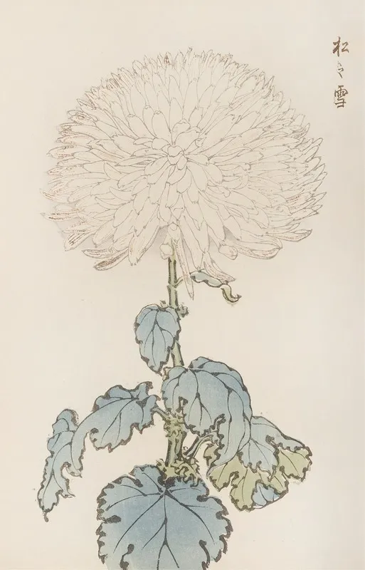 Keika Hyakugiku Pl 19 Wall Art by Keika Hasegawa - High-Resolution Digital Print