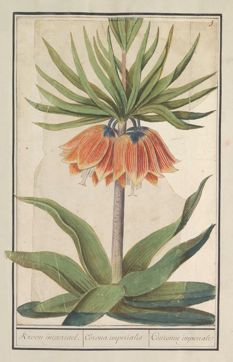 Keizerskroon Fritillaria Imperialis Kroon Imperiael Corona Imperialis Couronne Imperiale Wall Art by Anselmus Boëtius de Boodt - High-Resolution Digital Print