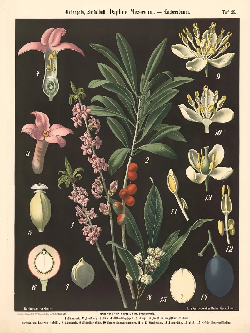 Kellerhals Seidelbast Daphne Mezereum