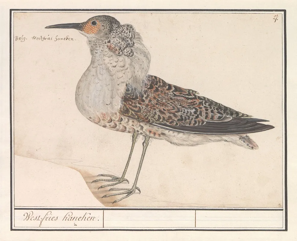 Kemphaan Philomachus Pugnax Wall Art by Anselmus Boëtius de Boodt - High-Resolution Digital Print