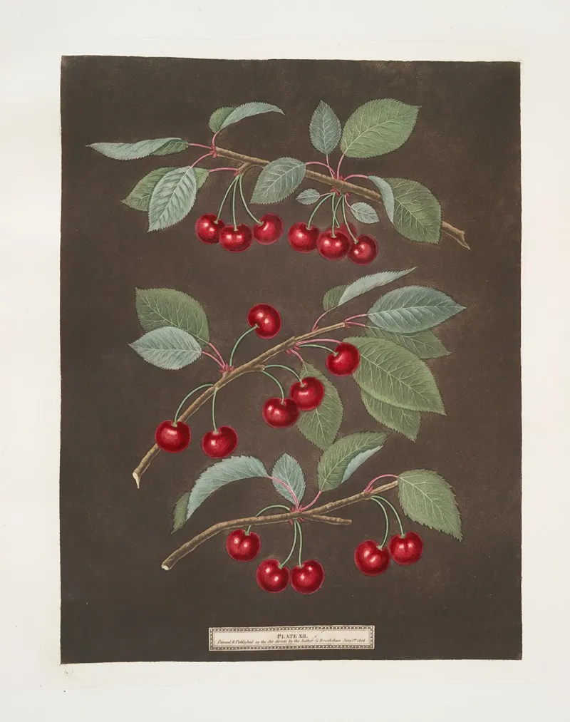 Kentish Or Flemish English Bearer And Carnation Cherries Wall Art by George Brookshaw - High-Resolution Digital Print